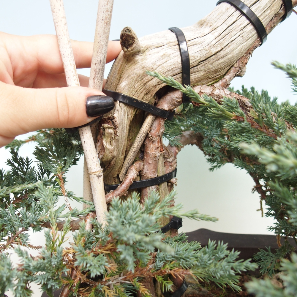 Venkovní bonsai - Juniperus  - Jalovec polehavý