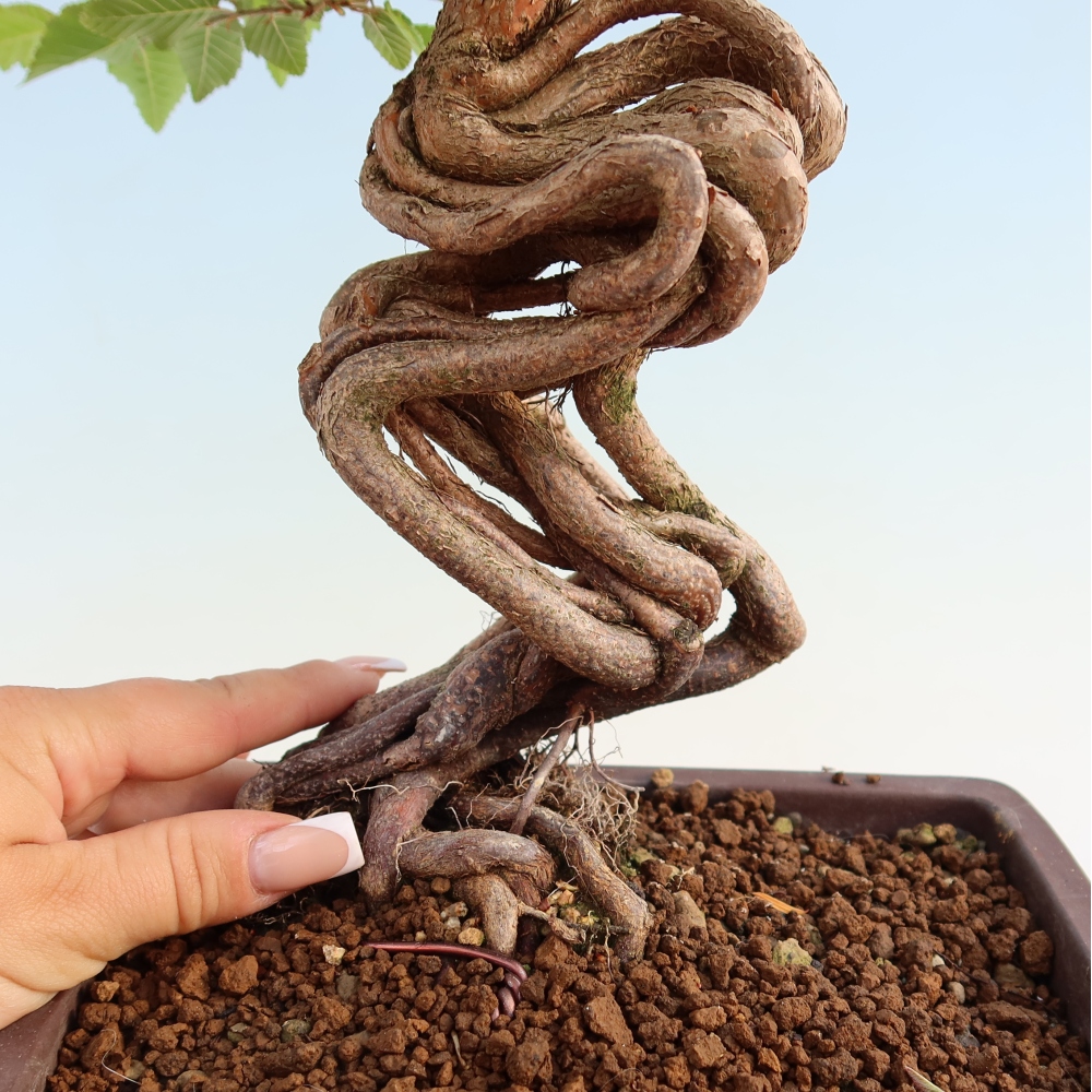 Venkovní bonsai -Carpinus coreana - Habr korejský