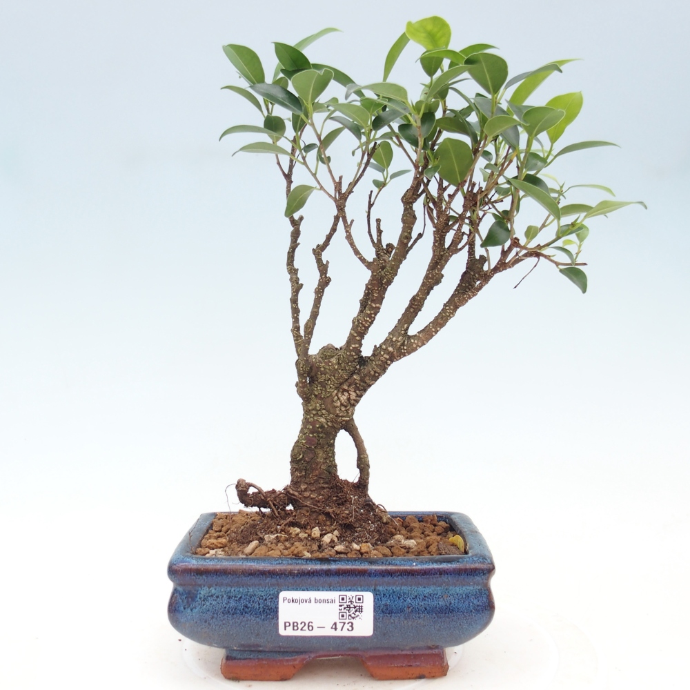 Pokojová bonsai - Ficus retusa -  malolistý fíkus