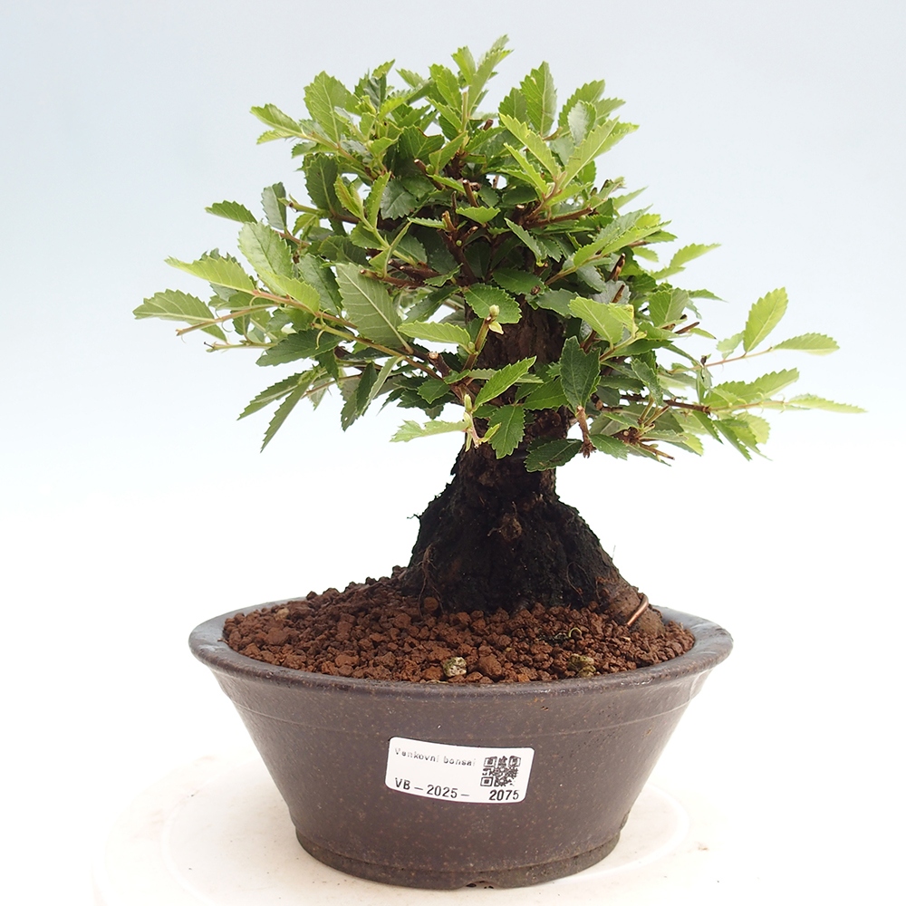 Venkovní bonsai - Zelkova - Zelkova NIRE