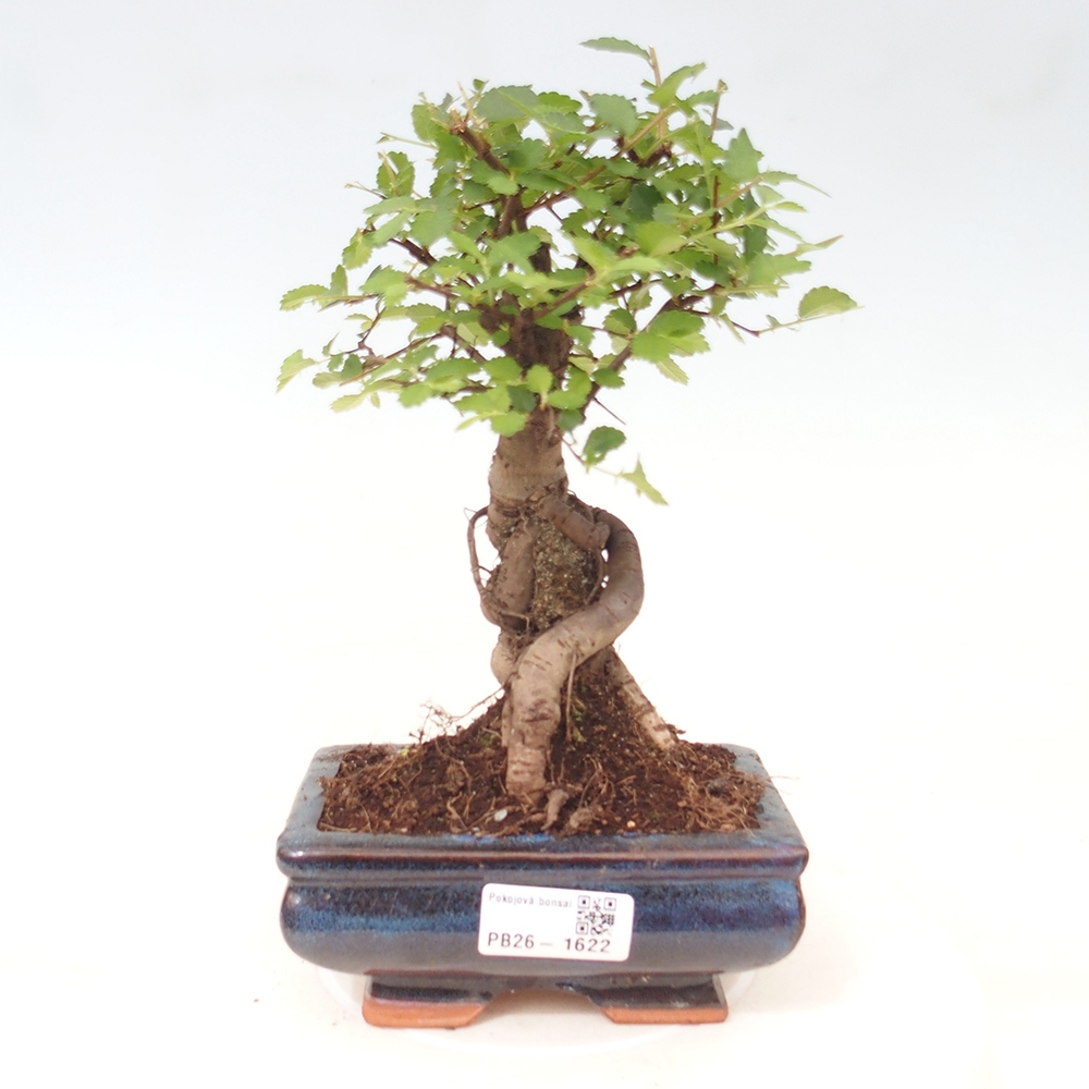 Pokojová bonsai - Ulmus parvifolia - Malolistý jilm
