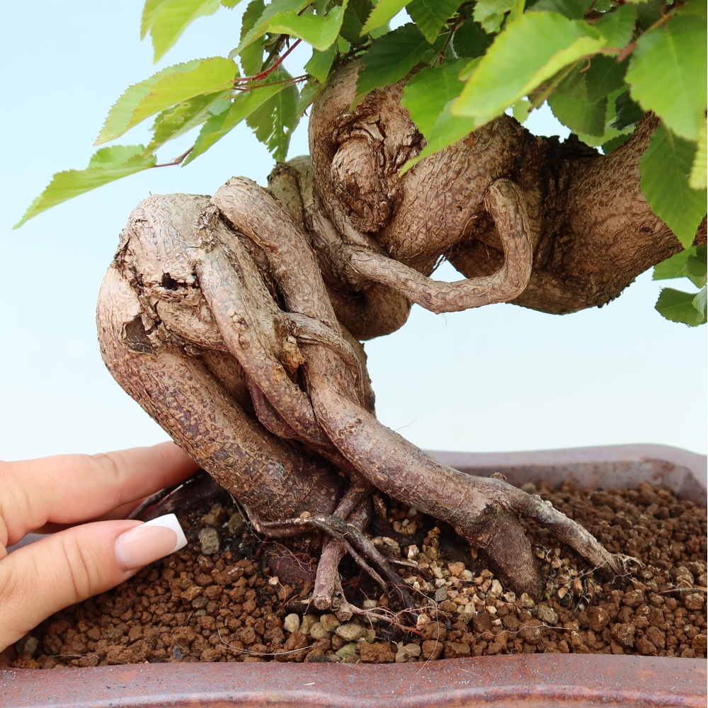 Venkovní bonsai -Carpinus Coreana - Habr korejský