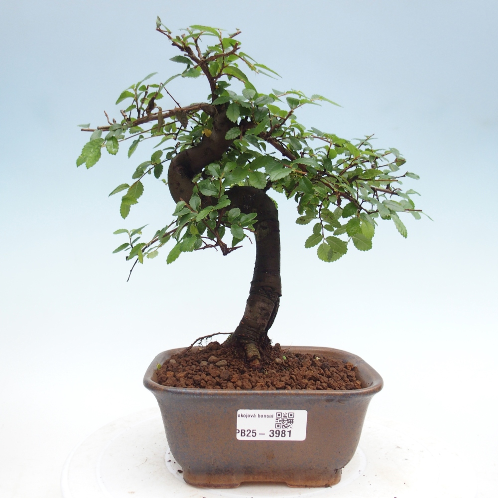 Pokojová bonsai - Ulmus parvifolia - Malolistý jilm