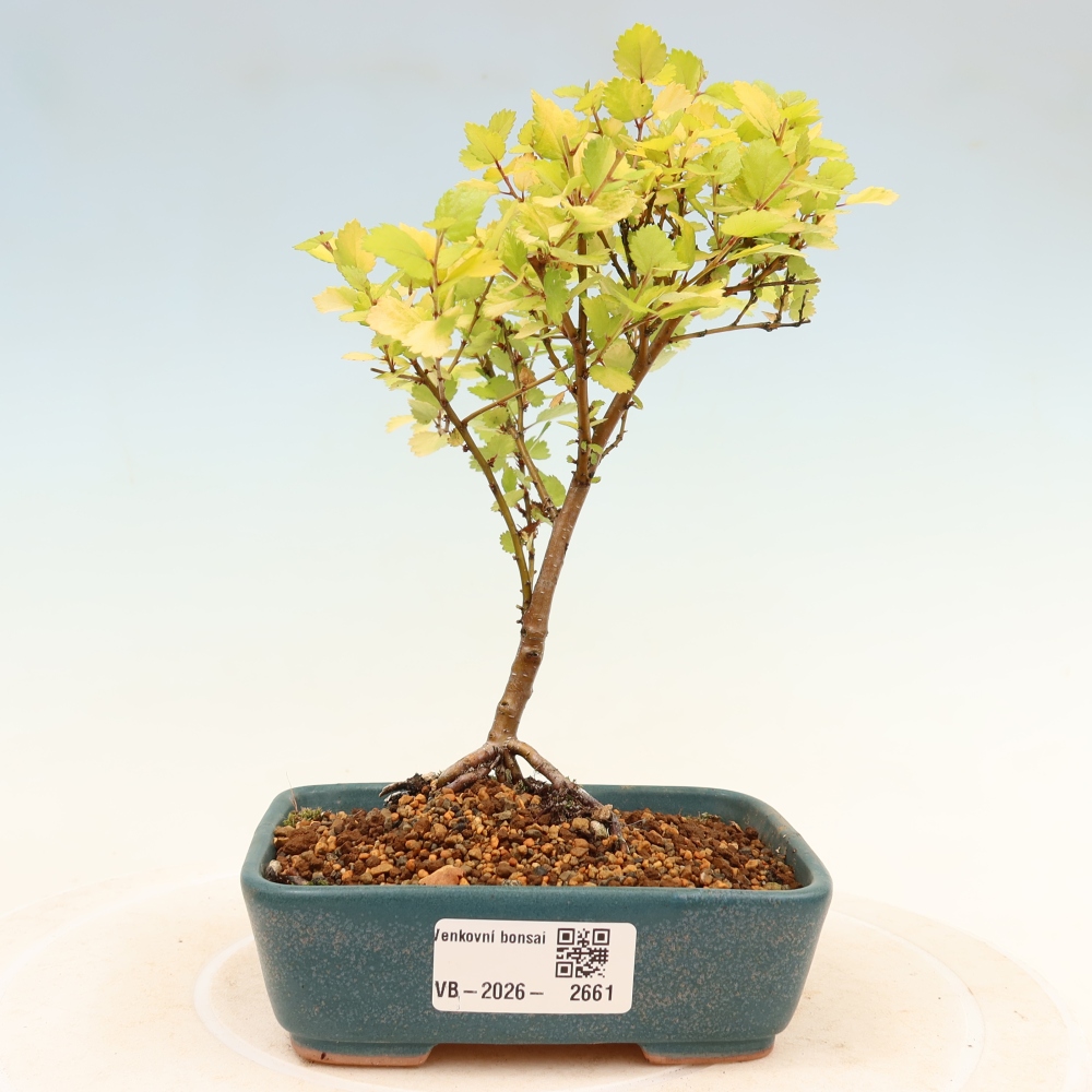 Venkovní bonsai - bříza trpasličí - Betula NANA Golden Treasure