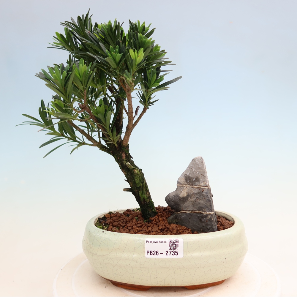 Pokojová bonsai - Podocarpus - Kamenný tis