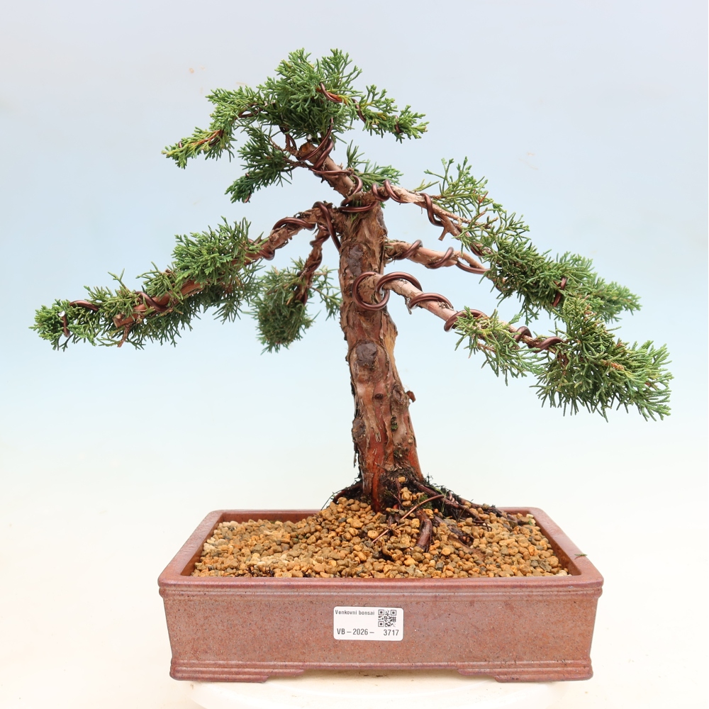Venkovní bonsai - Juniperus chinensis Kishu -Jalovec čínský