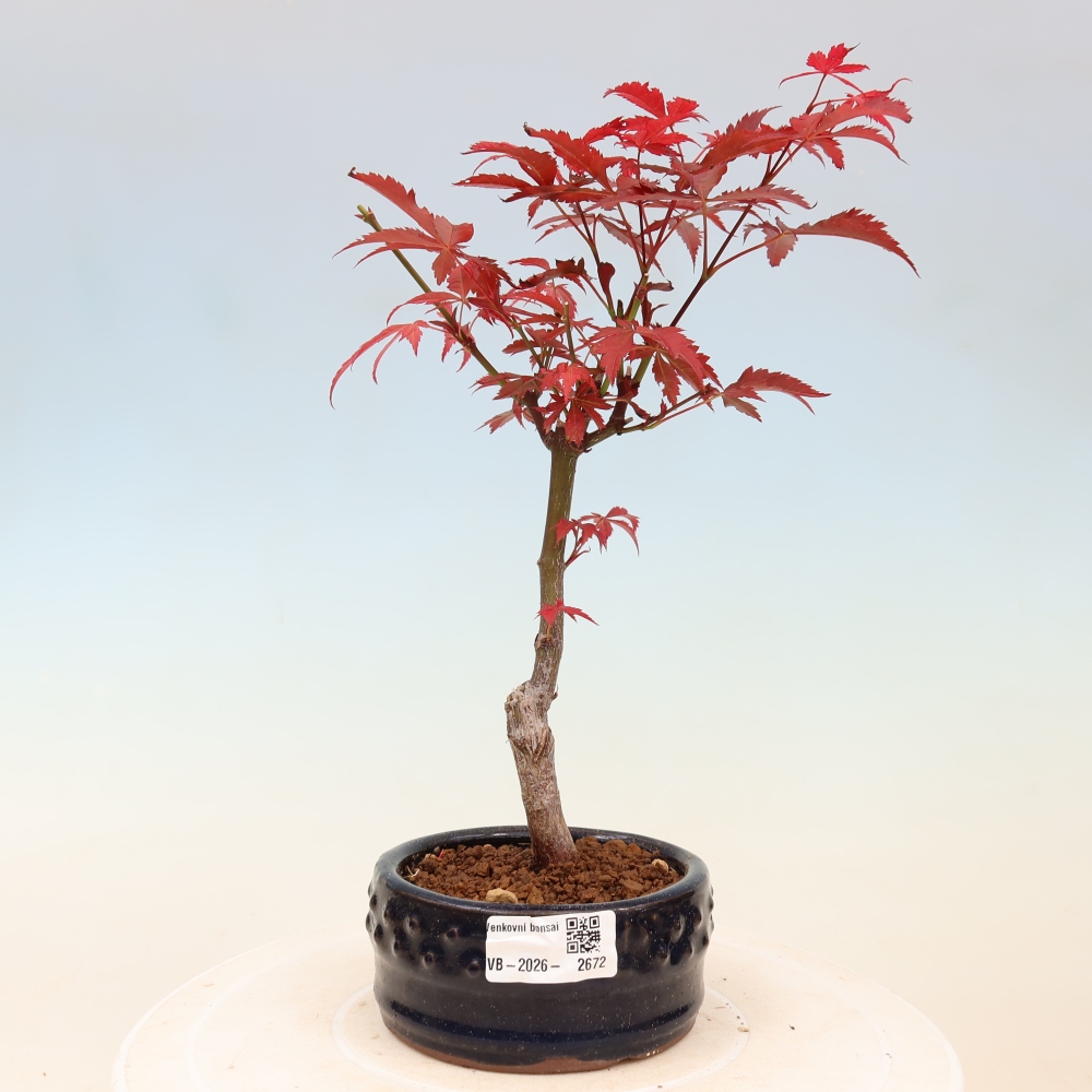 Venkovní bonsai - Acer palm. Atropurpureum-Javor dlanitolistý