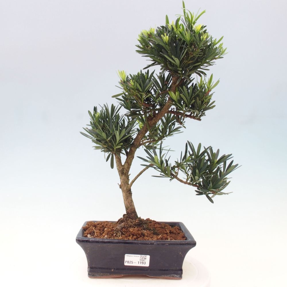 Pokojová bonsai - Podocarpus - Kamenný tis
