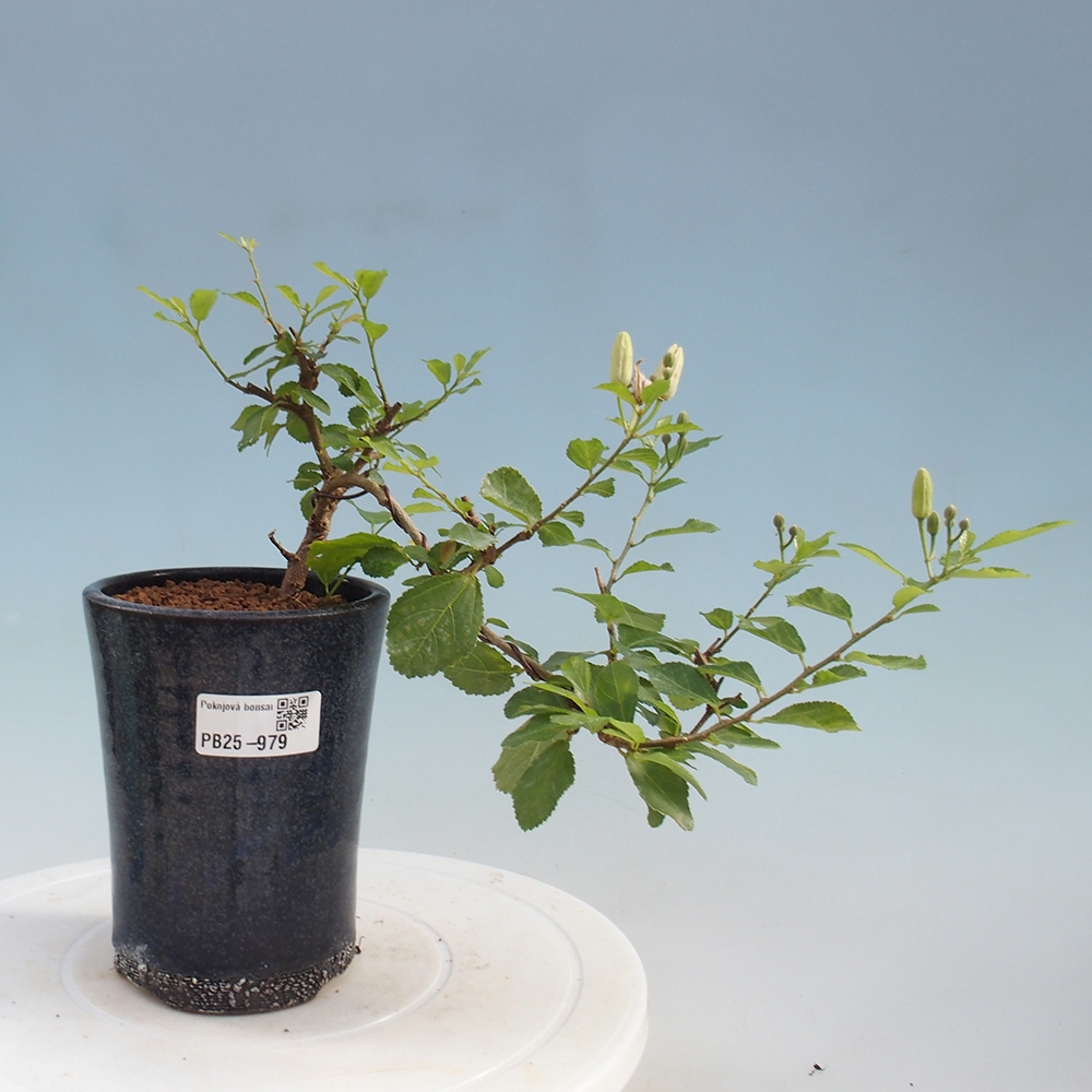 Pokojová bonsai - Grewia occidentalis - Hvězdice levandulová
