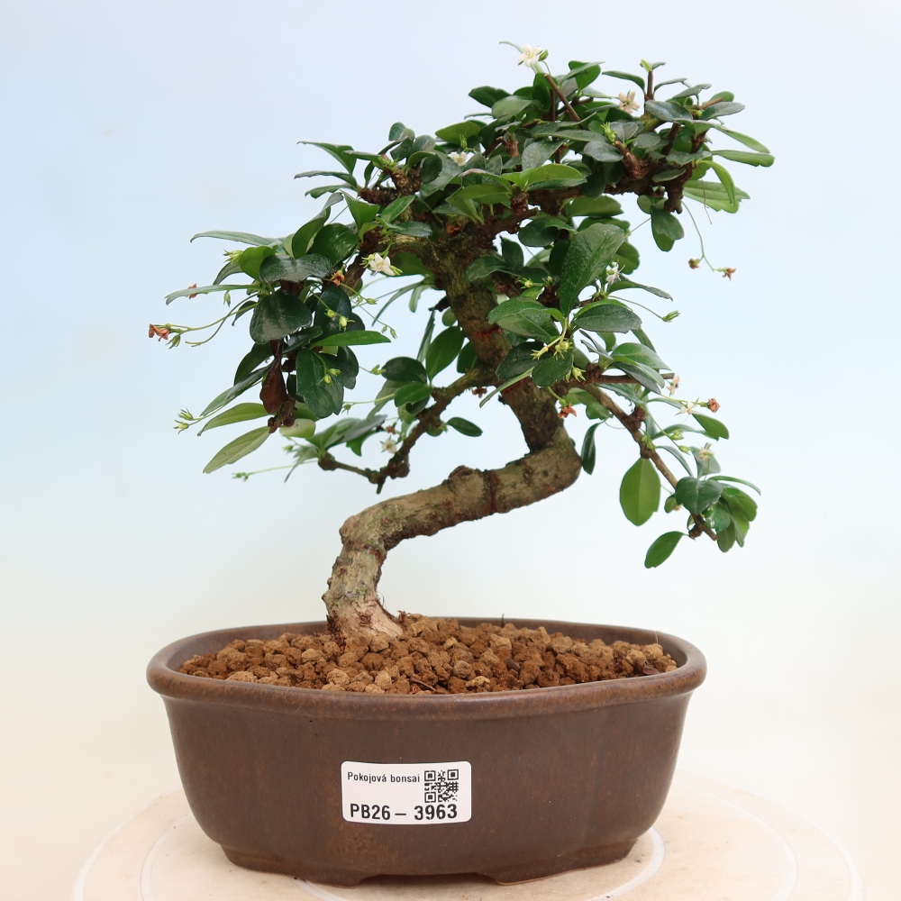 Pokojová bonsai - Carmona macrophylla - Čaj fuki