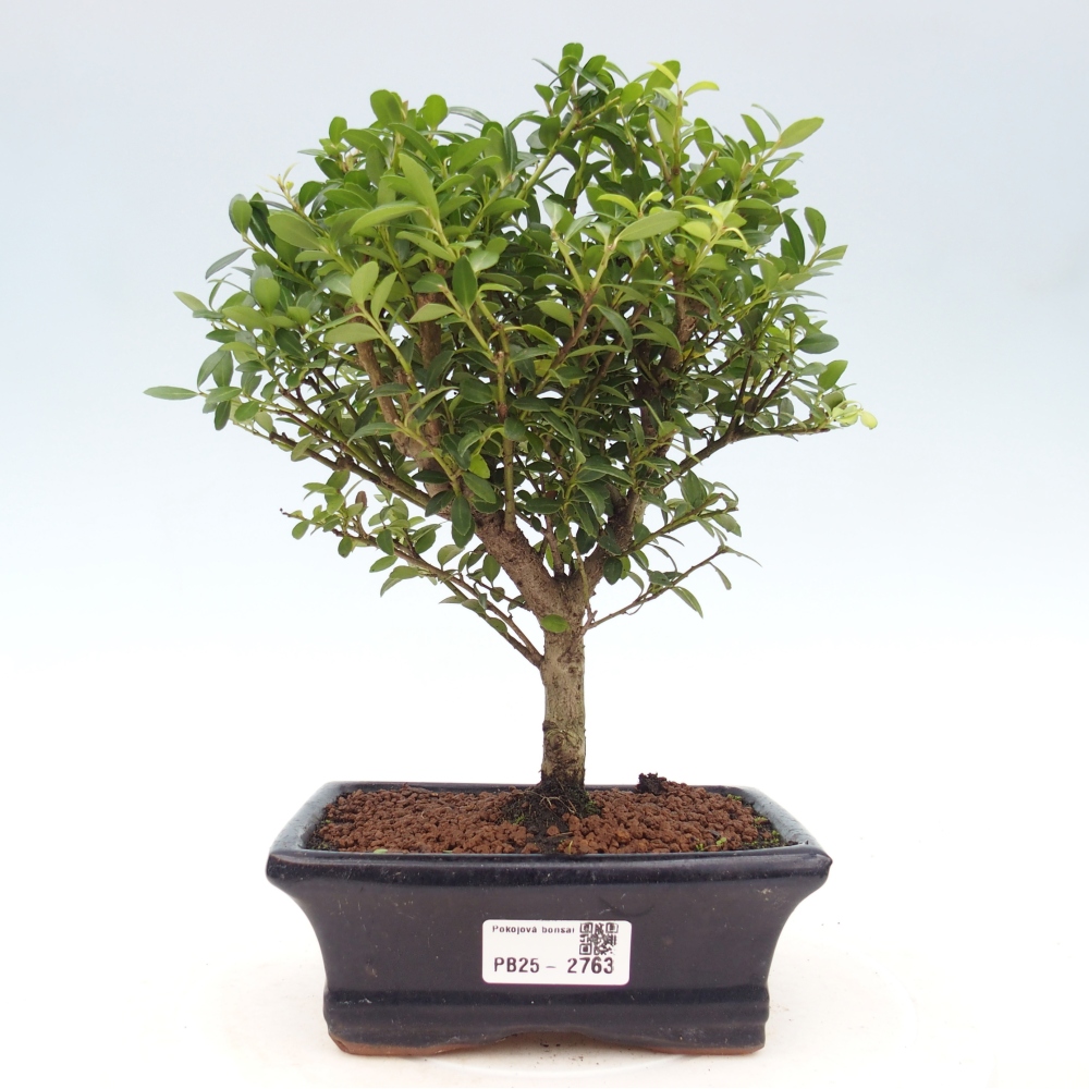 Pokojová bonsai - Ilex crenata - Cesmína