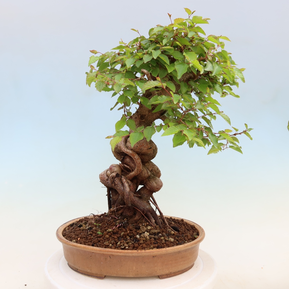 Venkovní bonsai -Carpinus Coreana - Habr korejský