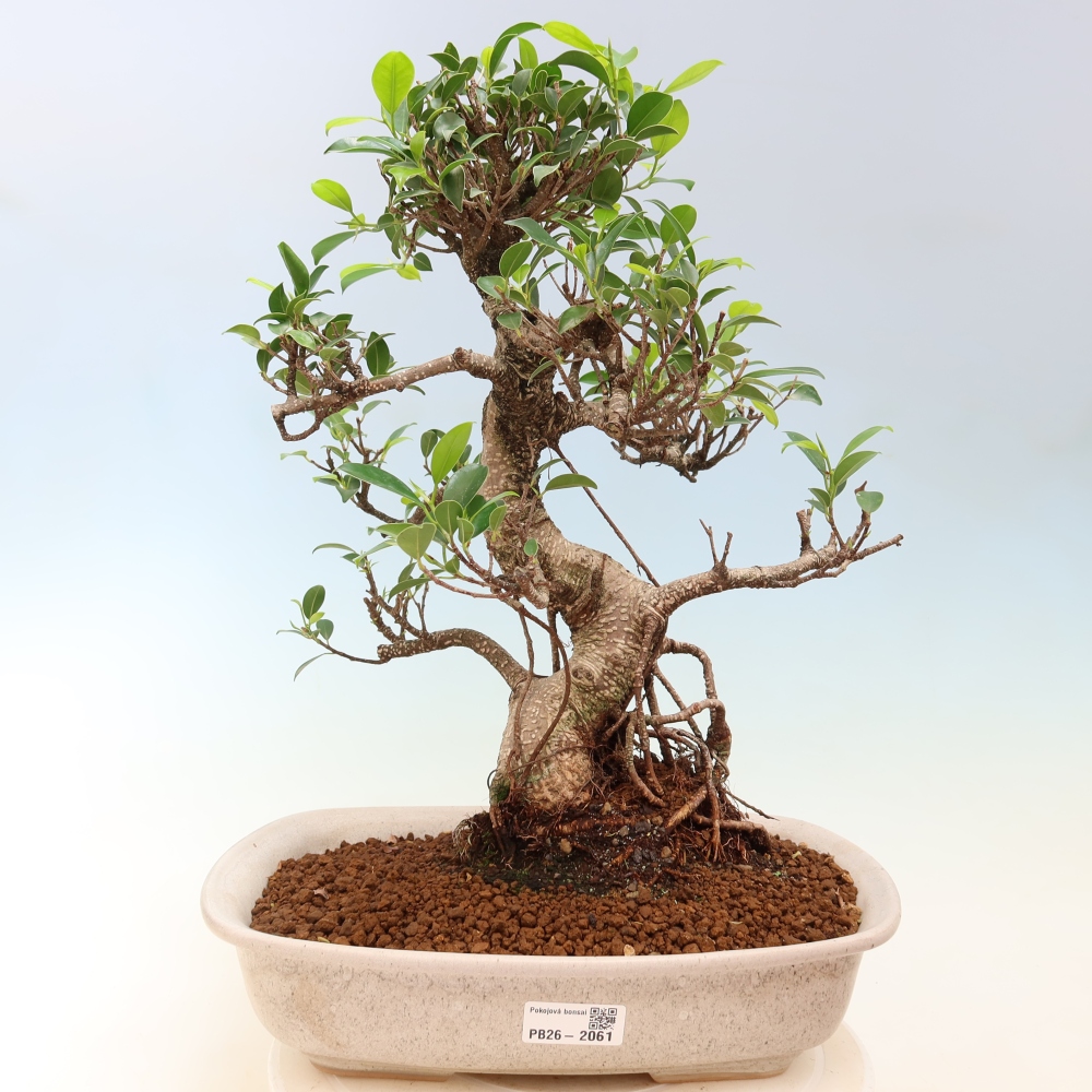 Pokojová bonsai - Ficus kimmen -  malolistý fíkus