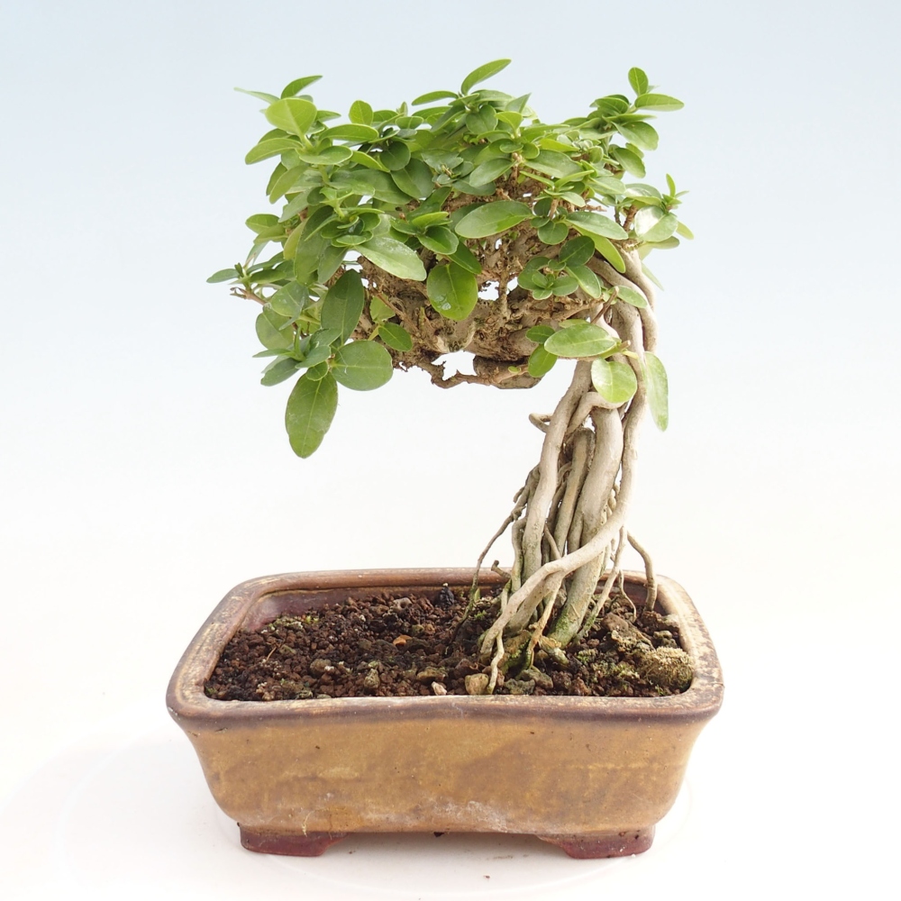 Pokojová bonsai - Premna serratifolia  - Kozlovoň malolistá