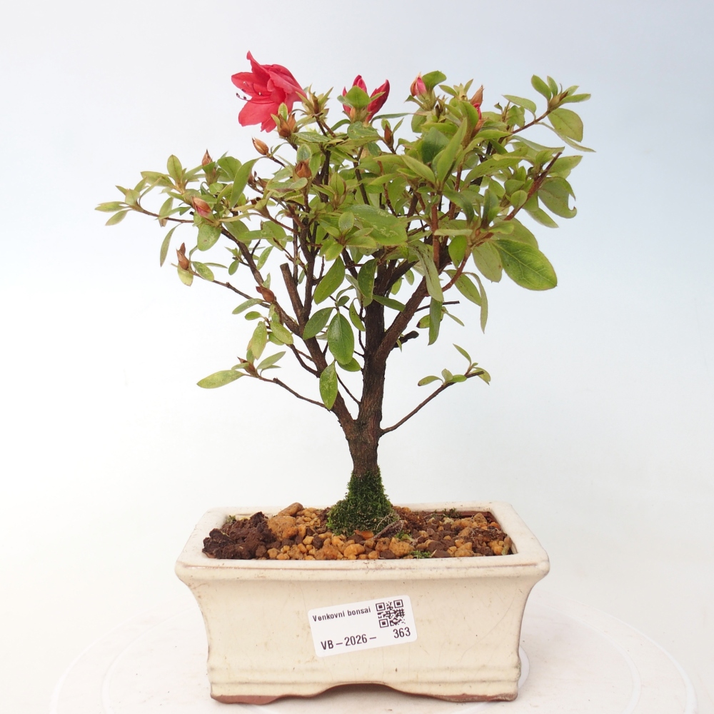 Venkovní bonsai - Japonská azalka - Azalea sp.