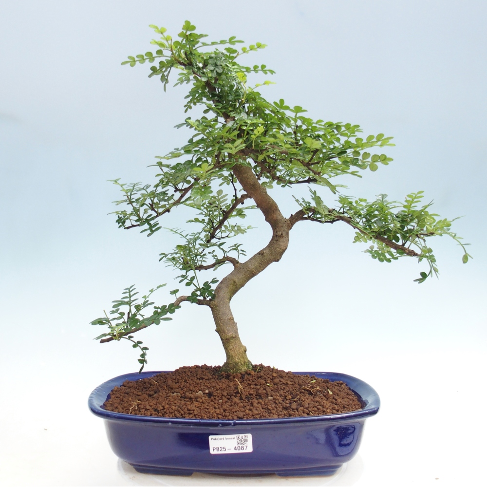 Pokojová bonsai - Zantoxylum piperitum - pepřovník