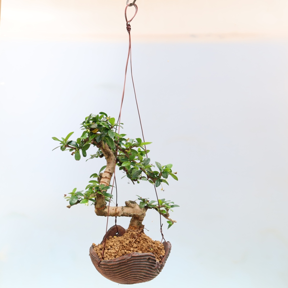 Kokedama v keramice - Čaj-fuki - Carmona macrophylla