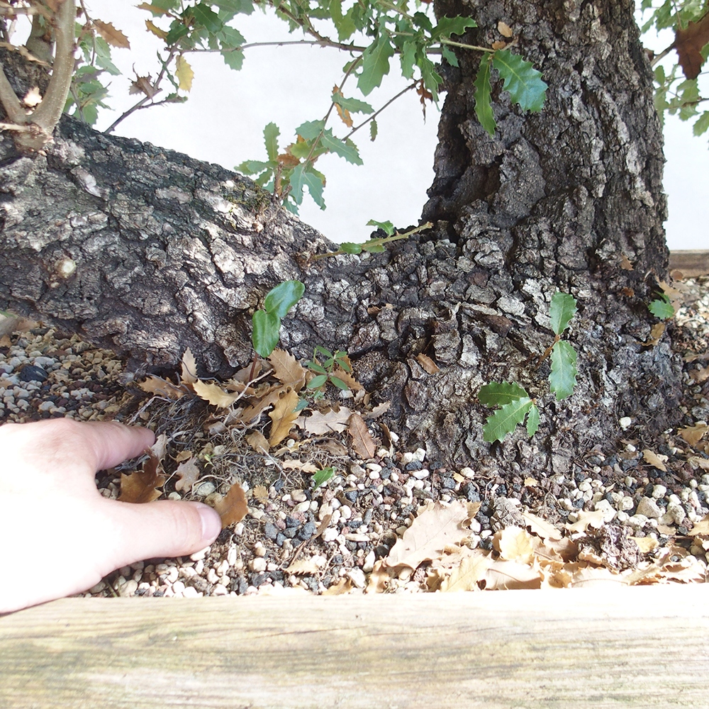 Venkovní bonsai Quercus Cerris - Dub Cer