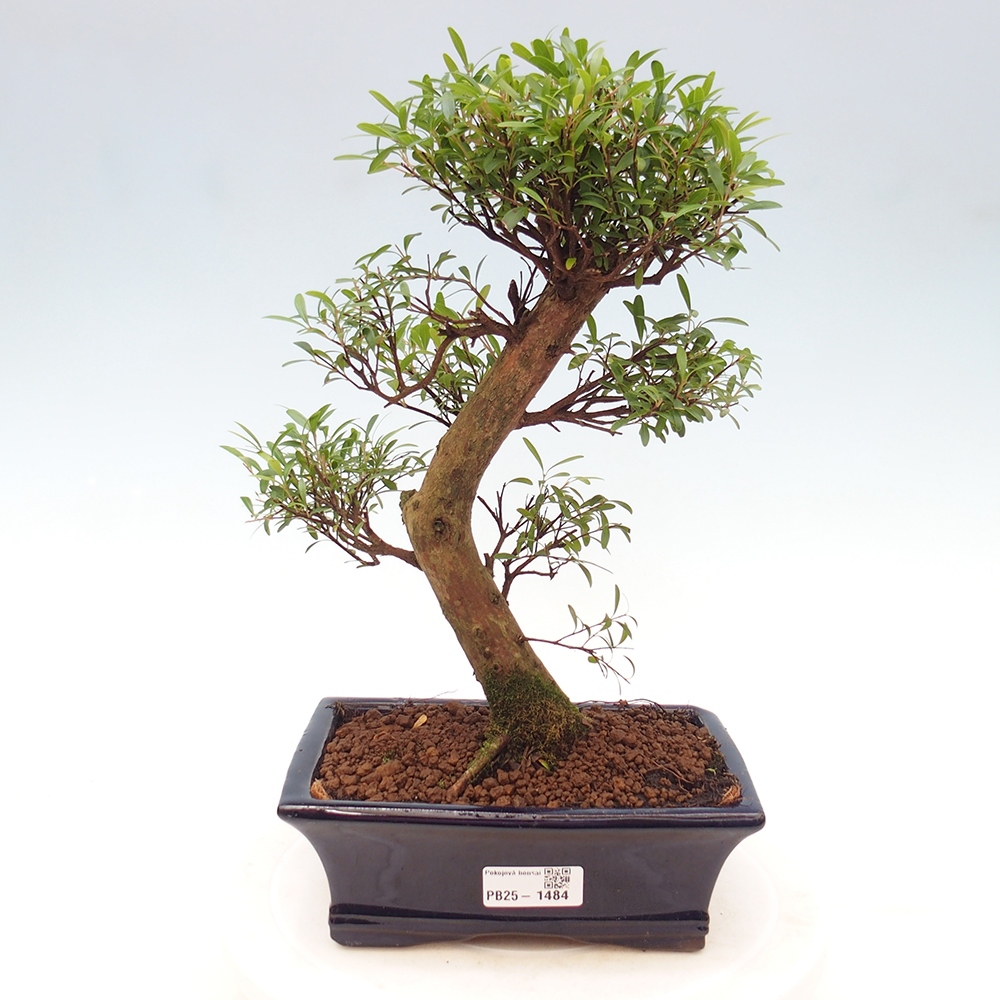Pokojová bonsai - Syzygium - Pimentovník