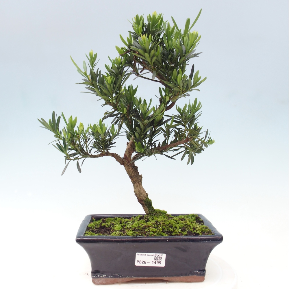 Pokojová bonsai - Podocarpus - Kamenný tis
