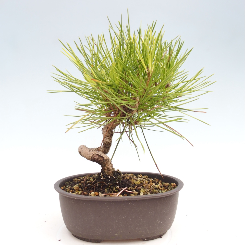 Venkovní bonsai - Pinus thunbergii - Borovice thunbergova