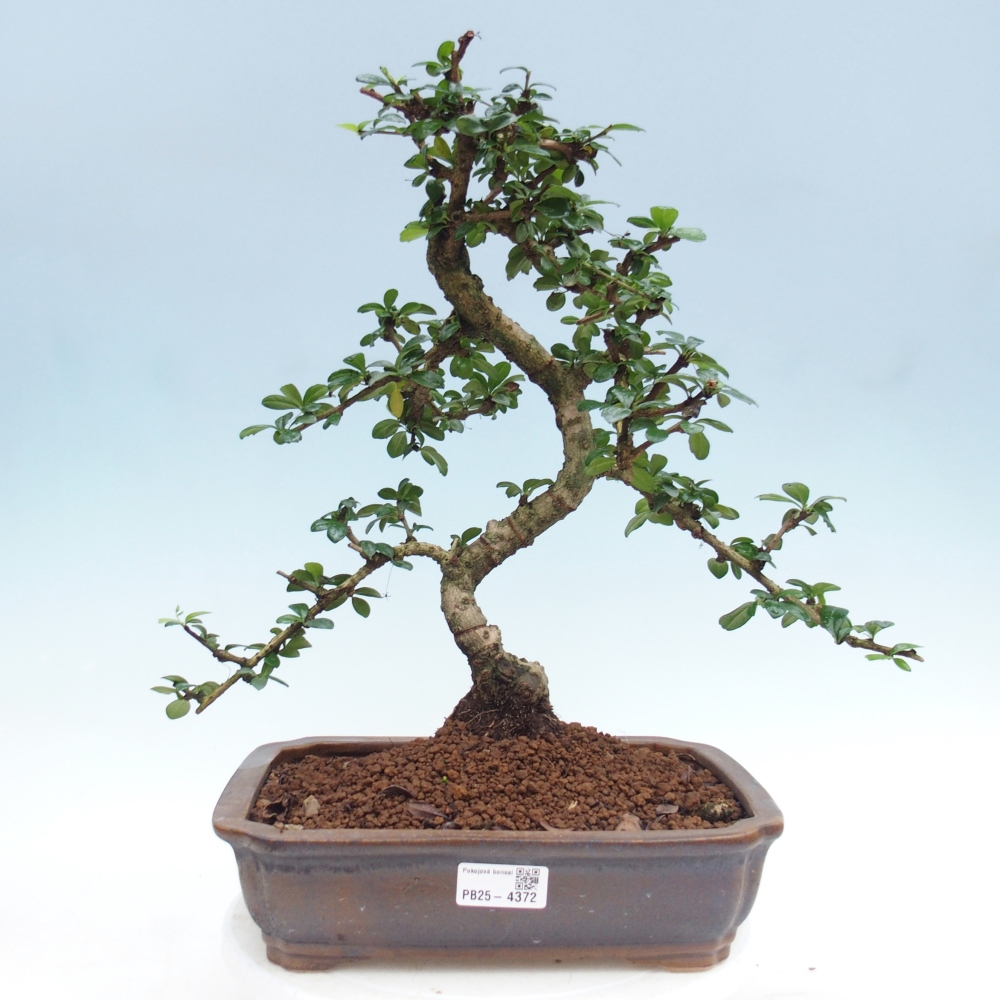 Pokojová bonsai - Carmona macrophylla - Čaj fuki