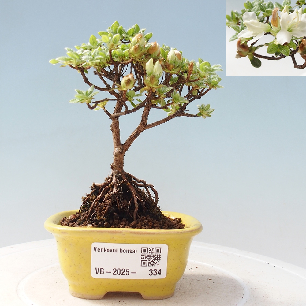 Venkovní bonsai - Rhododendron indicum - Japonská azalka