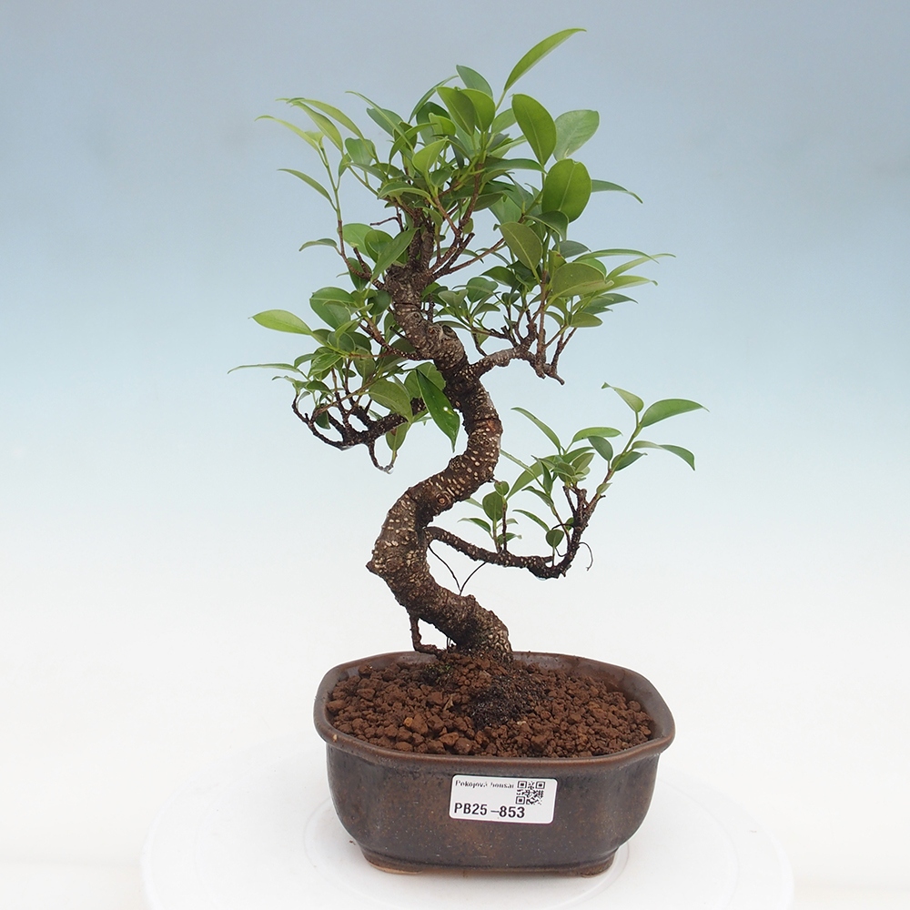 Pokojová bonsai - Ficus retusa -  malolistý fíkus