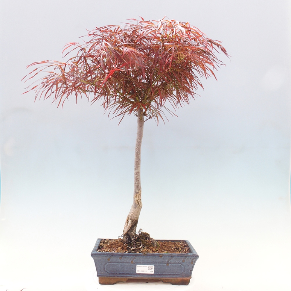 Venkovní bonsai - Javor dlanitolistý - Acer palmatum RED PYGMY