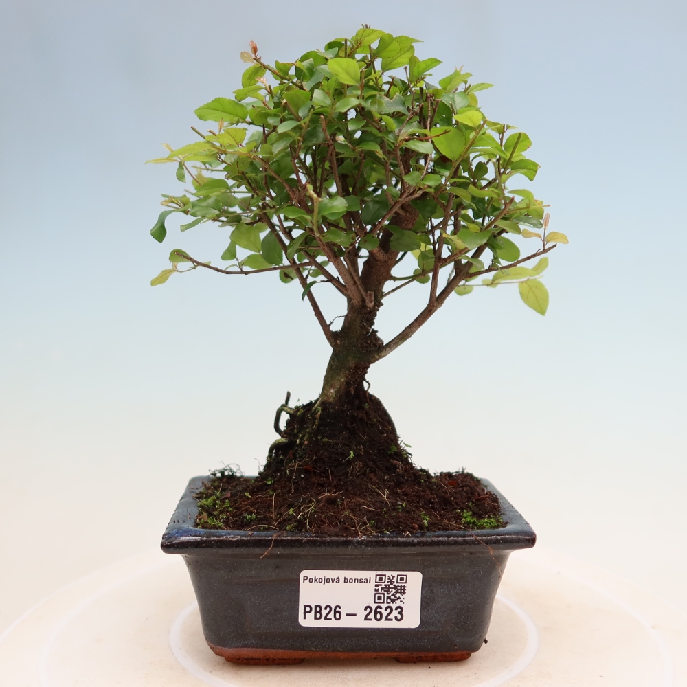 Pokojová bonsai - Sagerécie thea - Sagerécie thea