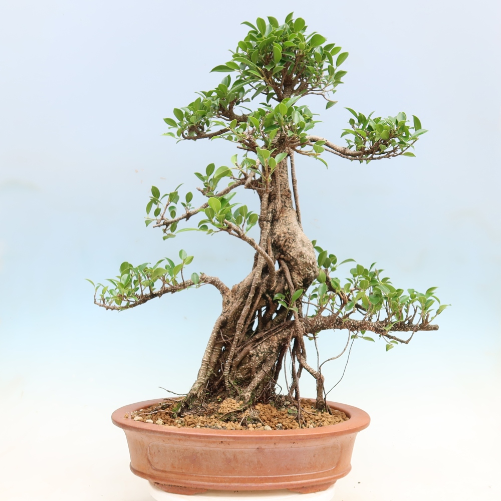 Pokojová bonsai - Ficus kimmen -  malolistý fíkus