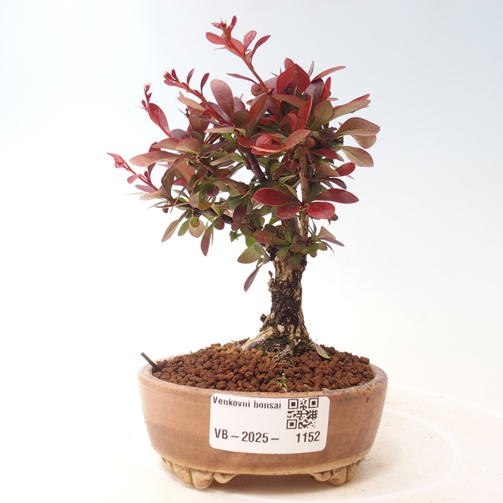 Venkovní bonsai - Berberis thunbergii Kobold - Dřištál Thunbergův