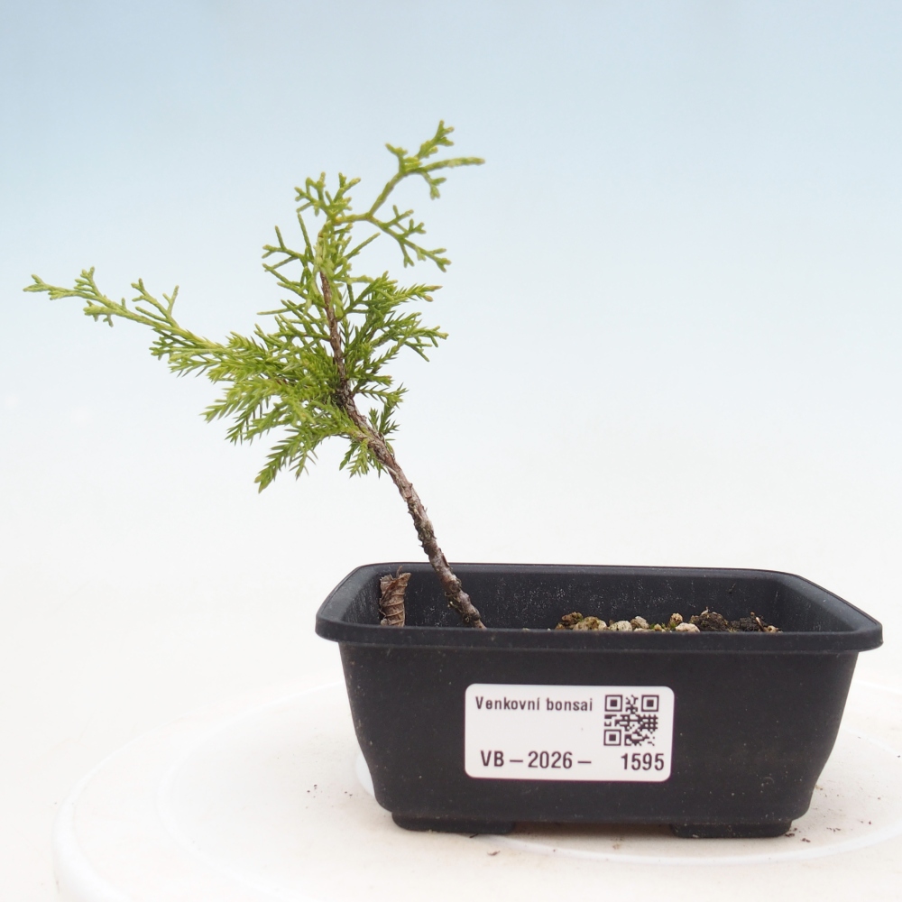 Venkovní bonsai - Juniperus chinensis Itoigawa -Jalovec čínský