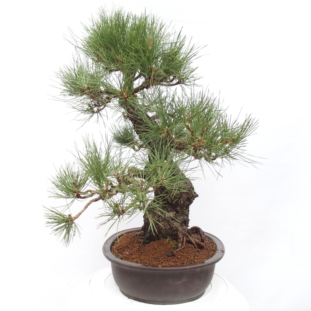 Venkovní bonsai - Pinus thunbergii - Borovice thunbergova