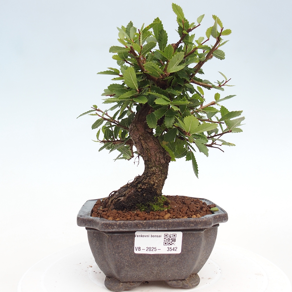 Venkovní bonsai - Zelkova - Zelkova NIRE