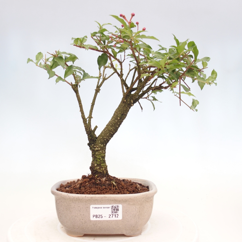 Pokojová bonsai - Malpighia coccigera- Barbdorská třešeň