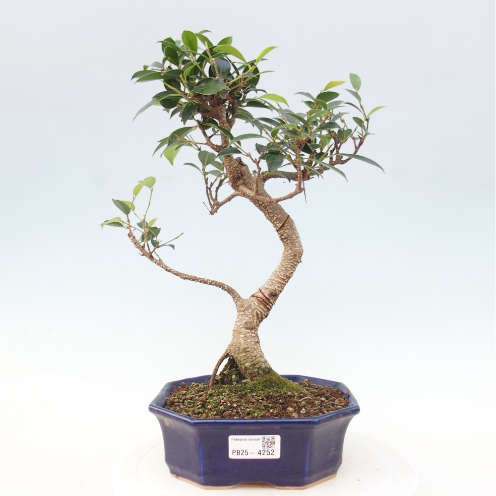 Pokojová bonsai - Ficus retusa -  malolistý fíkus