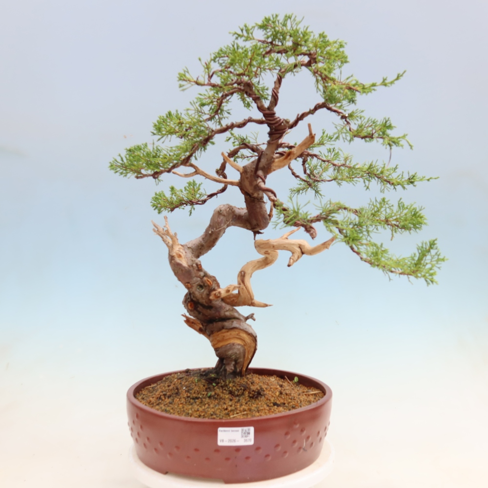 Venkovní bonsai - Juniperus chinensis Itoigawa-Jalovec čínský
