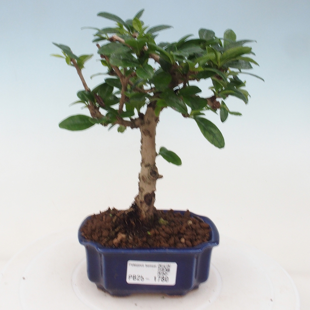 Pokojová bonsai - Carmona macrophylla - Čaj fuki
