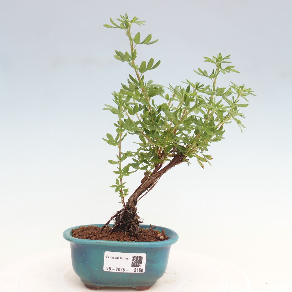 Venkovní bonsai-Mochna křovitá - potentila fruticosa yellow Bird
