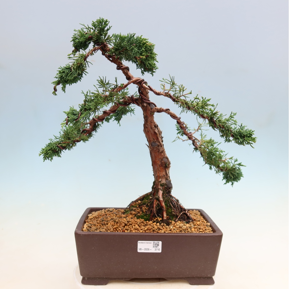 Venkovní bonsai - Juniperus chinensis Kishu -Jalovec čínský