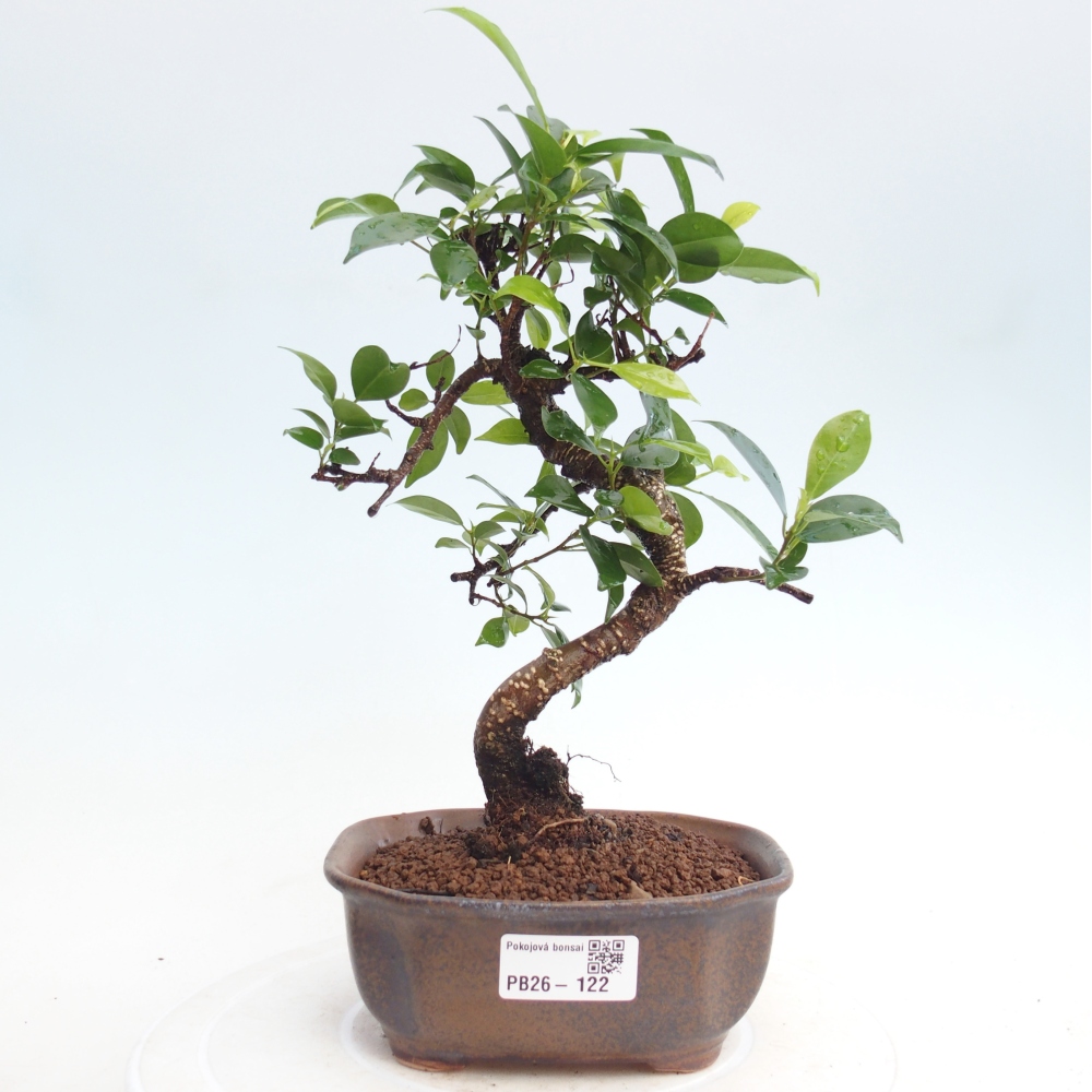 Pokojová bonsai - Ficus retusa -  malolistý fíkus