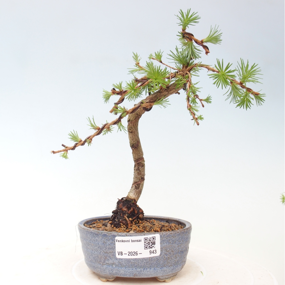 Venkovní bonsai - Larix Kaempferi - Modřín japonský