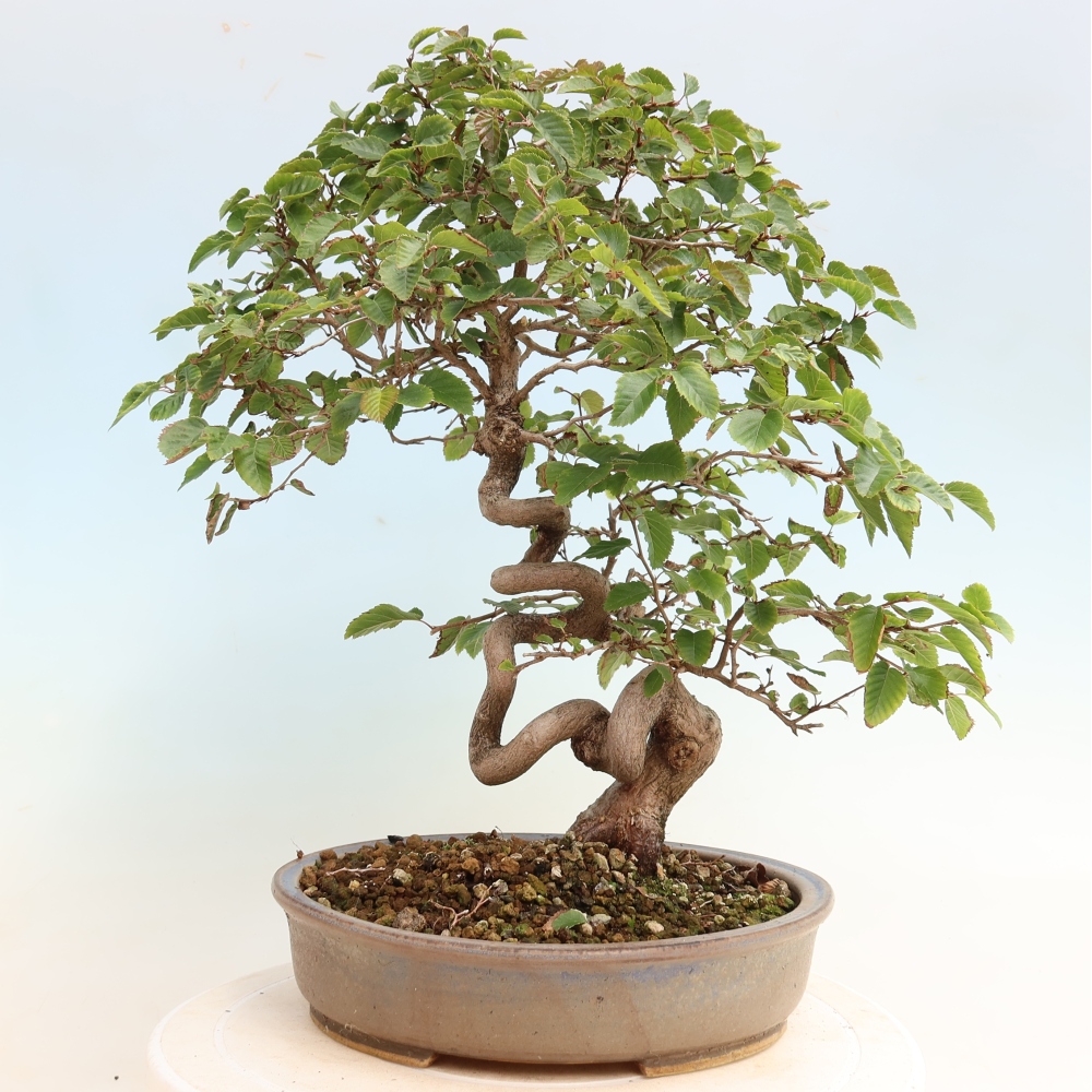 Venkovní bonsai -Carpinus CARPINOIDES - Habr korejský