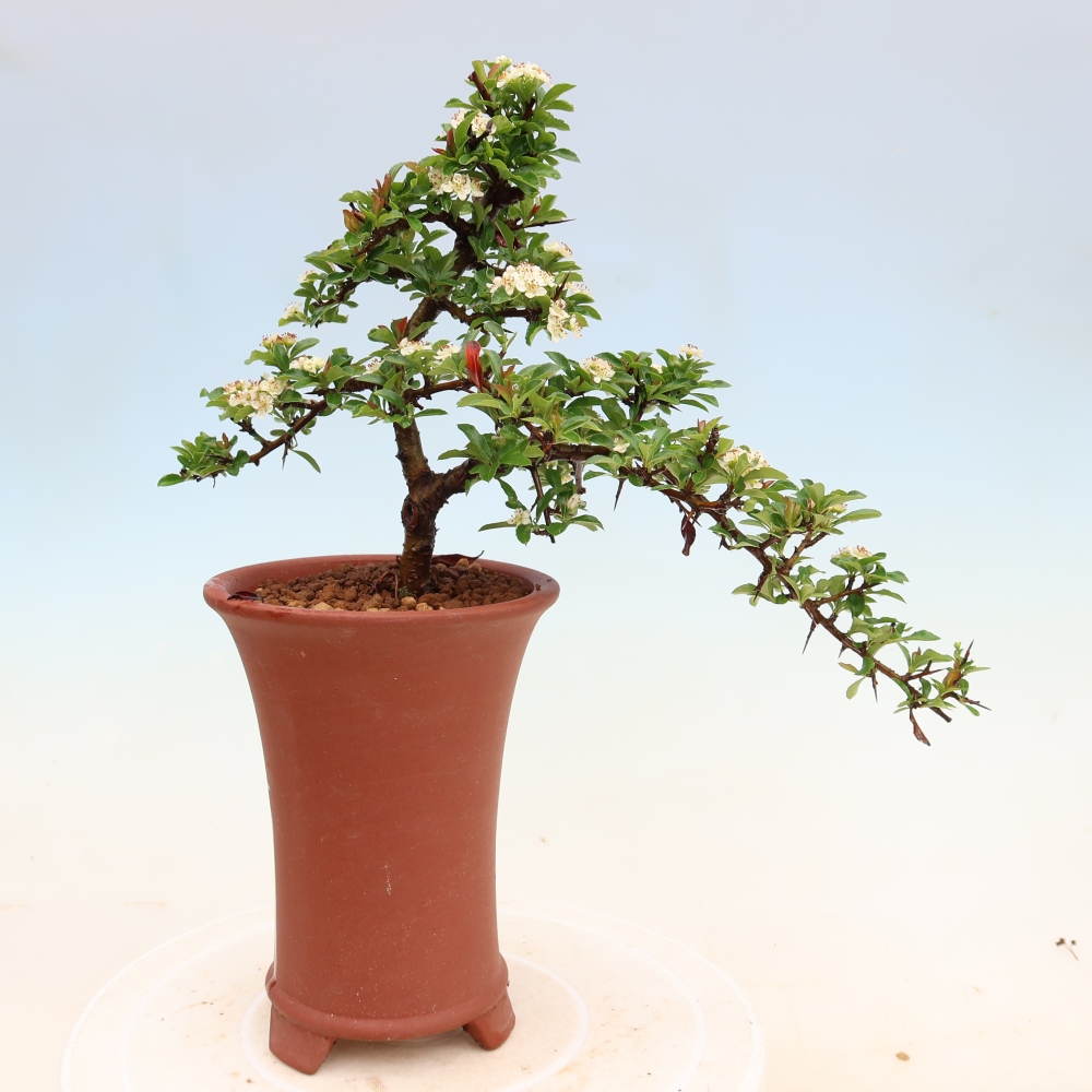 Venkovní bonsai - Pyracantha teton - Hlohyně šarlatová