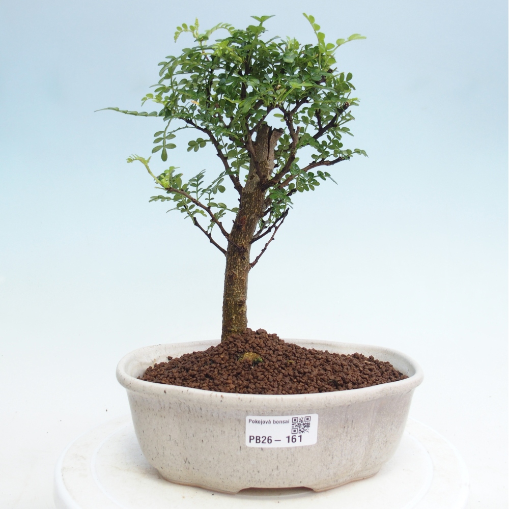 Pokojová bonsai - Zantoxylum piperitum - Pepřovník