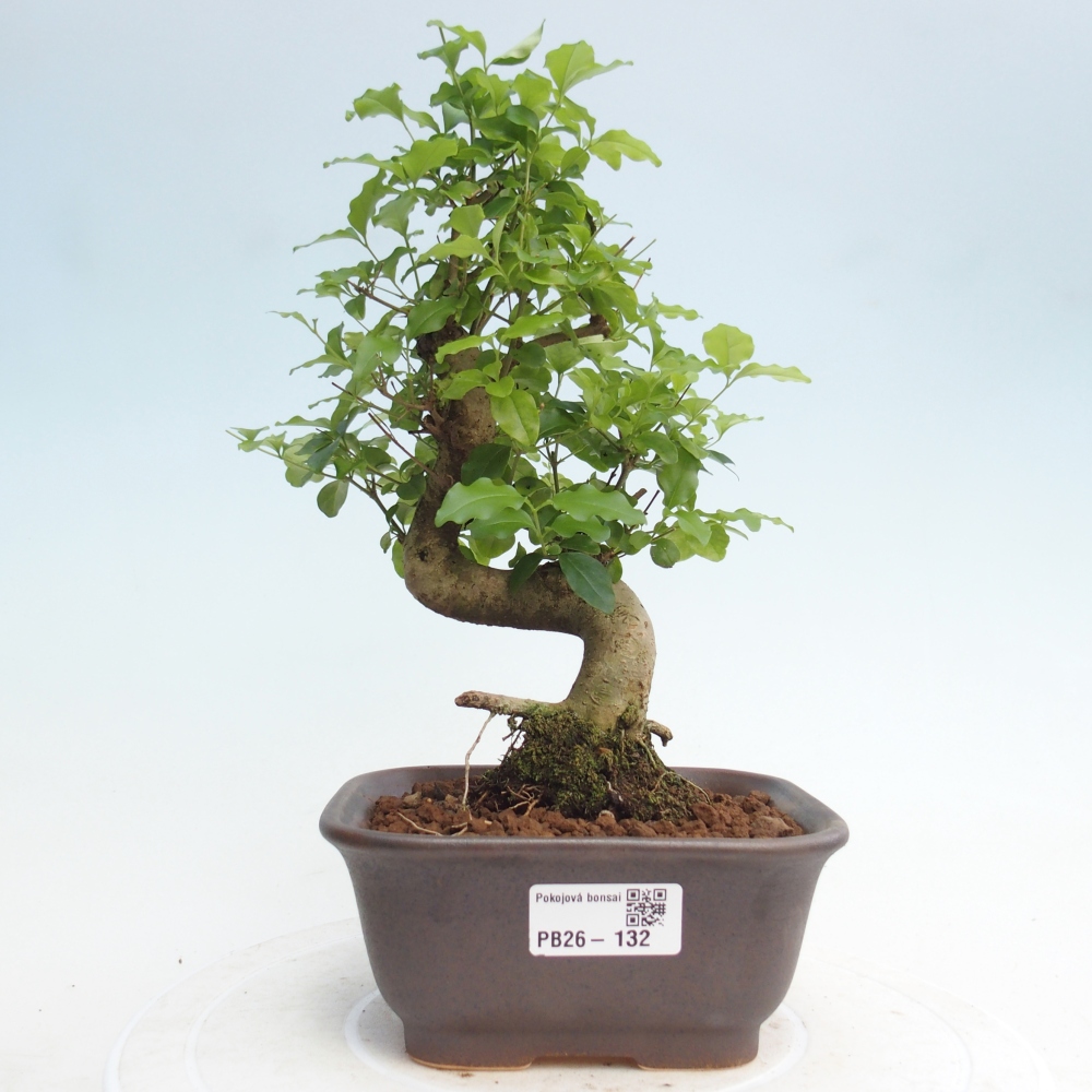 Pokojová bonsai -Ligustrum chinensis - Ptačí zob