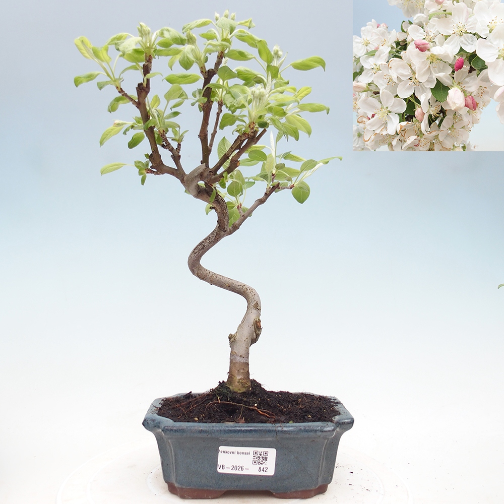 Venkovní bonsai -Malus halliana - Maloplodá jabloň