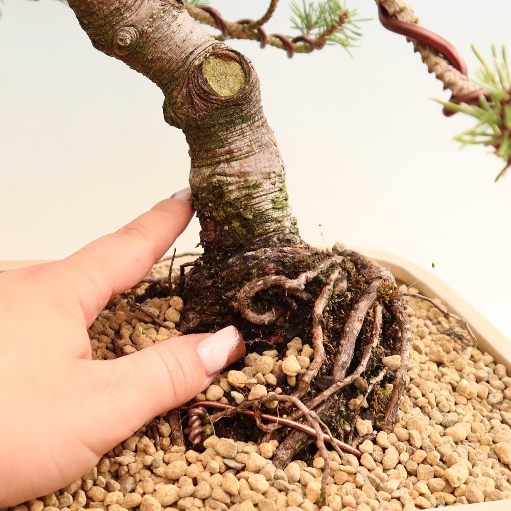 Venkovní bonsai - Pinus mugo Humpy  - Borovice kleč