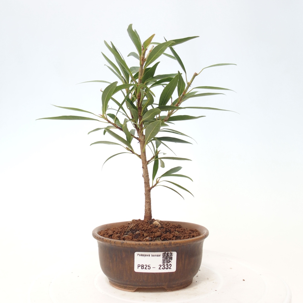 Pokojová bonsai - Ficus nerifolia -  malolistý fíkus